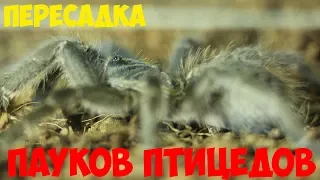 Безопасная пересадка паука-птицееда