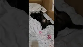 Мопс "радостно" встречает после работы / Pug "happily" meets after work