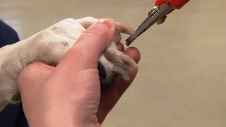 How to Trim Dog's Nails | Canine Nail Trim