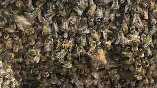 Honey Bee Swarm - Part 2