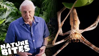 David Attenborough VS Deadly Bug Disguises! | Micro Monsters | Nature Bites