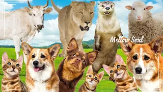 Sounds of wildlife animals, familiar animals: cow, lion, sheep, otter, dog, cat