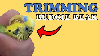 How To Trim An Overgrown Budgie Beak ?