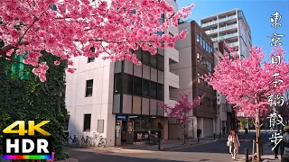 【4K HDR】Bright Pink Sakura in Tokyo - 2023 | City Walking Tour 🌸