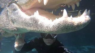 Swimming with Casper the Gator!