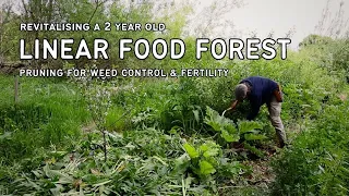 REVITALISING a 2 year old LINEAR FOOD FOREST | PRUNING BIOMASS PLANTS for WEED CONTROL  & FERTILITY