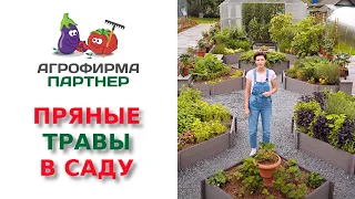 ПРЯНЫЕ ТРАВЫ В САДУ