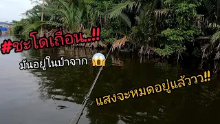 #ชะโดป่าจาก #แสงสุดท้าย #skipping By Striker Fishing reality