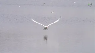 Swan landing