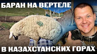 БАРАН НА ВЕРТЕЛЕ | Баран на Уке В КАЗАХСТАНСКИХ ГОРАХ | каштанов реакция