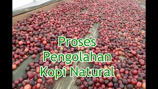 Proses Pengolahan Kopi Natural | Natural Coffee Procesing