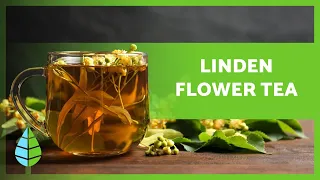 BENEFITS of LINDEN FLOWER TEA 🌿 (Properties, INFUSION Preparation and Contraindications)