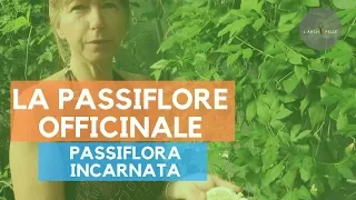 #108 La passiflore officinale : Vous ne la verrez plus  jamais de la même manière