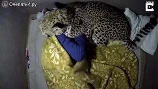 Каково спать с леопардом?