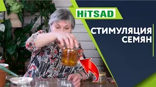 Народные методы стимуляции семян ✔️ Натуральные стимуляторы для семян хитсад тв