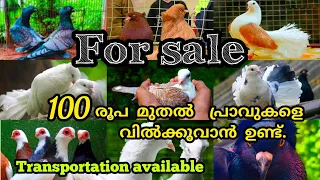 Pigeon For Sale/Pigeon Loft/Fancy Pigeon Farm Kerala/King,Hungarian, Satti, Fantail, Berpan, പ്രാവ്