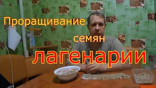 Проращивание семян лагенарии. Проверка на всхожесть.