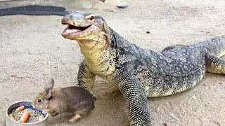 Lizard Swallows Feeder Rabbit Tail First