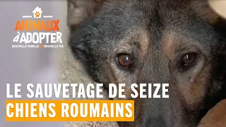 La SPA sauve seize chiens roumains afin de leur trouver à tous un foyer aimant  #AnimauxÀAdopter