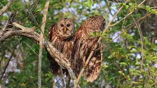 Barred owl pair