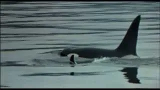 Killer Whale (L'Orca Assassina) - Original Trailer