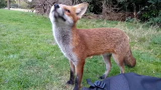 Cookie the Cheeky Fox Cub (Part2) - I know you has chicken in that bag somewhere...