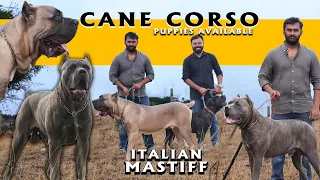 Cane Corso Mastiff Dog Breed | Puppies Available | Italian Mastiff | Rare and Exotic