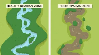 Welcome to the Riparian Zone