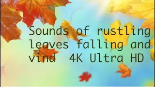 Sounds of Rustling Leaves Falling and Wind Blowing through the Forest Trees  4K  Ultra HD