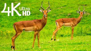 Unusual and Unique Animal video 4k_ultra_hd