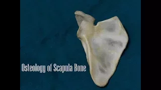 Osteology of Scapula Bone