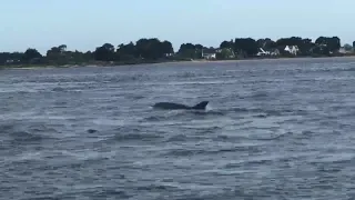 Ballade en bateau dans le golfe du Morbihan