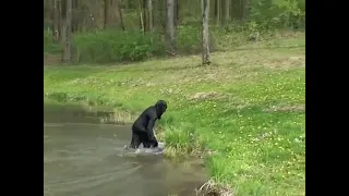 WORLD'S MOST SHOCKING BIGFOOT VIDEOS   10 FLYING SASQUATCH