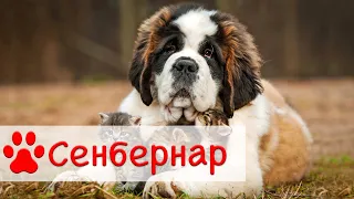 Сенбернар | Все о породе собак Сенбернар