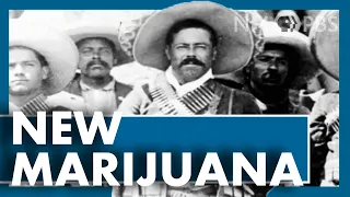 Episode 1013 | "New Marijuana" Documentary: History of Marijuana in NM