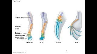 General Biology Chapter 13 How Populations Evolve