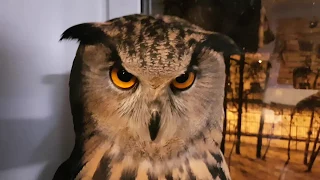 Owls can bite and grab, because they have TALONS!