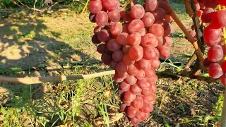 Виноград  Полуничний та Мускат ізюмский  🤠