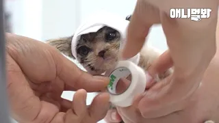 태어난지 3주만에 엄청난 일을 겪은 아기 고양이..ㅣKitten Admitted to Urgent Care, Its Head Up Close Looks..