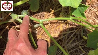 Cultivo y despunte del pepino || Alma de Tomate