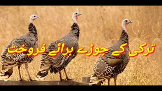 Turkey Bird Available For Sale | Turkey Hen 2023 |