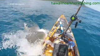 Shark attacks kayak off Hawaii shore