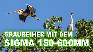 TIERFOTOGRAFIE mit dem SIGMA 150 - 600 MM | GRAUREIHER im NEBEL und in der SONNE