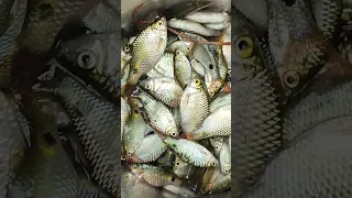 amazing fish cutting 😳#shorts #viralshorts #fish #fishing #amazingfish #trendingshorts #tiktok #cow