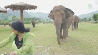 Elephants follow a woman riding a bicycle - ElephantNews