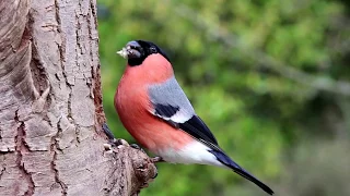 Bullfinch At A Treehole Feeder