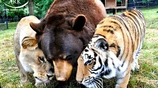 Bär, Löwe und Tiger – Eine unglaubliche Tierfreundschaft endet nach 15 Jahren!