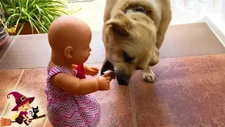 La Bebé Da a Comer a un Perrito y un Adorable Gatito