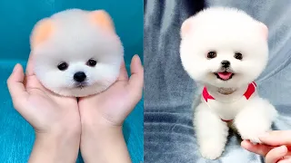 Cute and Funny Pomeranian Videos 61 #Shorts