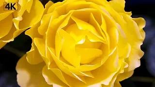 Rose Timelapse 4K